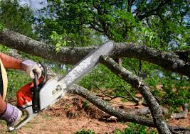 Best Tree and Shrub Care  in West Bishop, CA