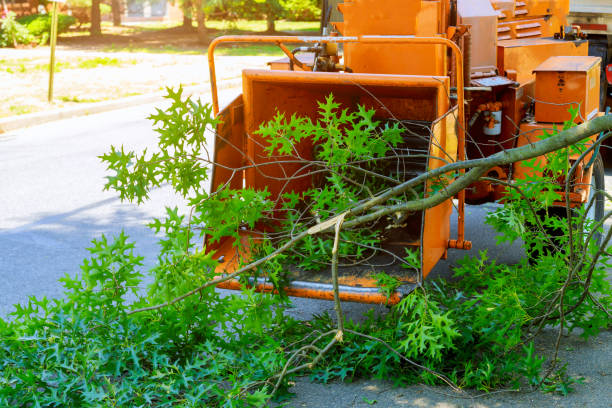  West Bishop, CA Tree Care Services Pros