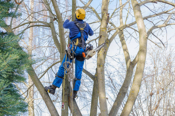 Best Arborist Consultation Services  in West Bishop, CA