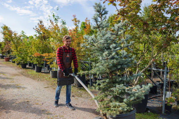 How Our Tree Care Process Works  in  West Bishop, CA